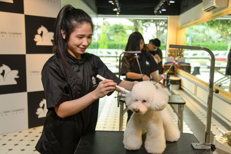 Basic Pet Grooming Course Animal Arts Academy