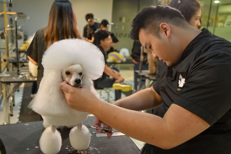 Professional Pet Grooming Course Animal Arts Academy